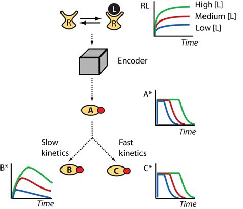 Dose To Duration Encoding The Receptor Occupancy Level Is Proportional