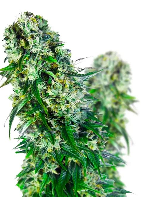 Big Bud Cannabis Strain Information Growdiaries