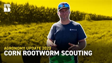 Corn Rootworm Scouting Beck S Agronomy Update Youtube