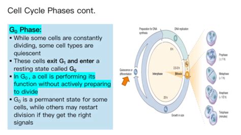 Cell Cycle And Cell Division Flashcards Quizlet