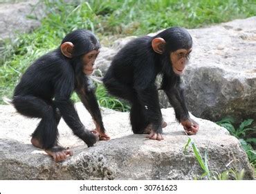 Two Baby Chimpanzee Playing Stock Photo 30761623 | Shutterstock