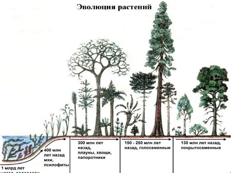 Водоросли - презентация онлайн