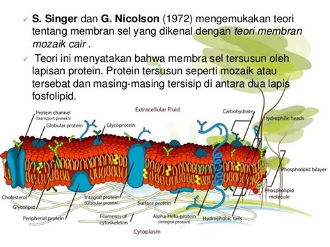 Transport Membran Sel