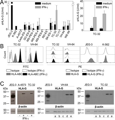 HLA G Is Expressed In EwS Cell Lines In Response To Stimulation With