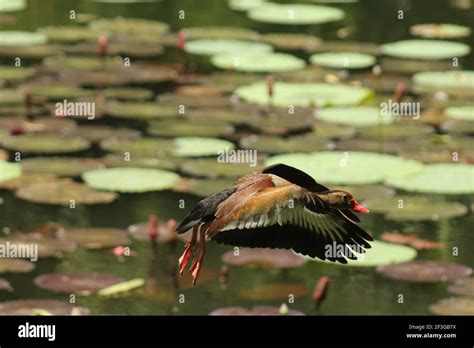 Flying whistling duck hi-res stock photography and images - Alamy