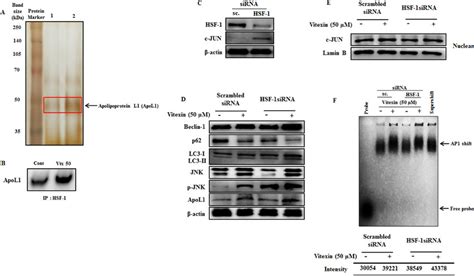 Vitexin Promotes Induction Of JNK And BH3 Only Protein ApoL1 In HSF 1