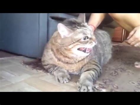 Реально самый страшный кот! Самый жирный и очень злой кот в мире! - YouTube