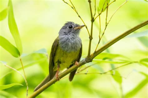 今天，这里涌现了好多“神奇生物”和“小画家” 热点 丽水在线 丽水本地视频新闻综合门户网站