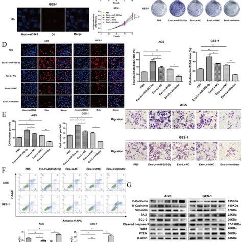 Exosomal Transfer Of Mir P Enhances Malignant Transformation Of