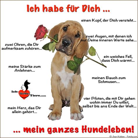 Ich habe für Dich mein ganzes Hundeleben! >> http://www.ich-liebe-tiere