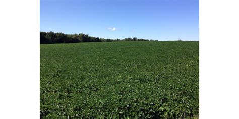 Harvesting soybeans for forage | Morning Ag Clips