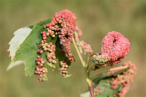 How To Get Rid Of Gall Mites [inc On Maple Trees And On Fuchsia]