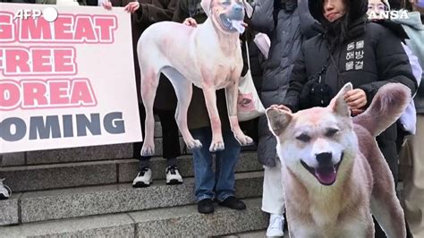 Corea Del Sud Il Parlamento Vieta Il Consumo Della Carne Di Cane I