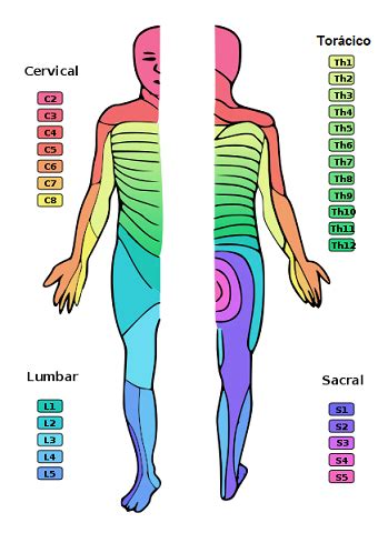 Dermatoma Qu Es Tipos Y Significado Cl Nico