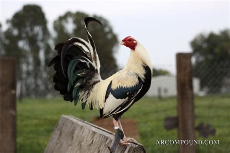 Joe Goode Grey Gamefowl