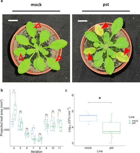 Leaf Traits Of Arabidopsis Thaliana Along The Iterative Process A