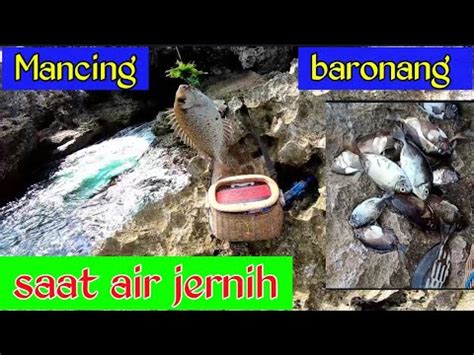 Mancing Ikan Baronang Umpan Lumut 19 Newbie Channel YouTube