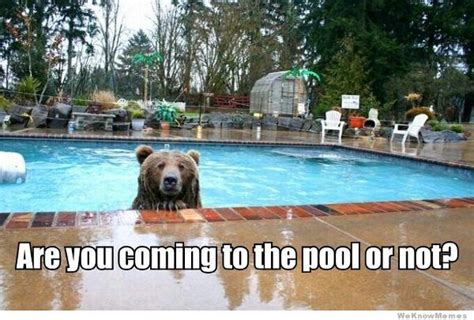 Are You Coming Animals Pool Funny Funny Animals