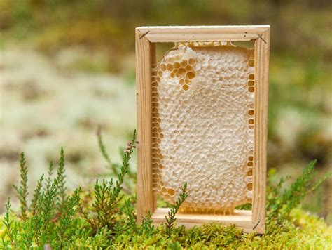 Raw Honey Comb Uncut Wildflower Honeycomb Pure Natural Organic Honey Straight From The Hive