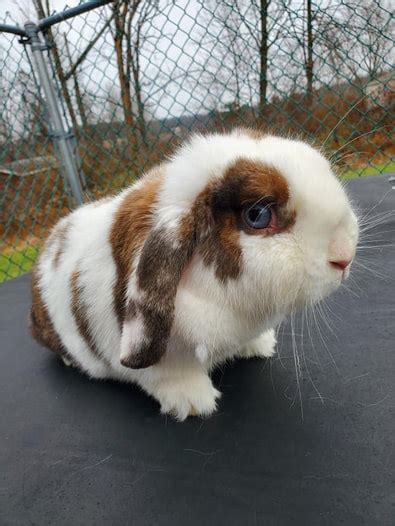 Our Holland Lop Does Mountainside Rabbitry