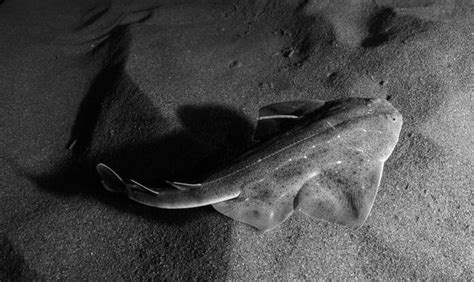 Angelsharks In The Canary Islands The Last Hope For This Critically