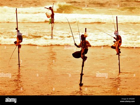 Stilt Fishermen Sri Lanka Traditional Stilt Fisherman At Kogalla Sri