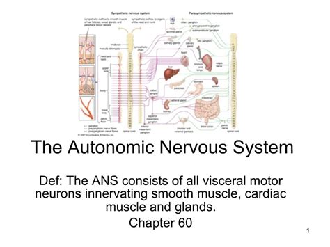 Ppt The Autonomic Nervous System Powerpoint Presentation Free