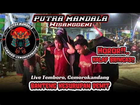 Terbaru PUTRA MANDALA WISANGGENI KALAPAN BANTENG Live Temboro