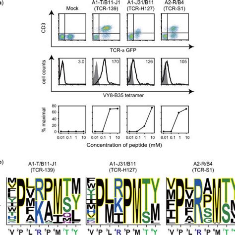 Cross Reactivity Of Hybrid T Cell Receptors Tcrs Ac The Indicated