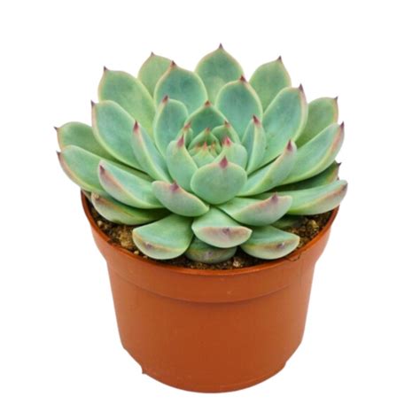 Echeveria Parva Lindsayana Pot De Cm Coclicoh