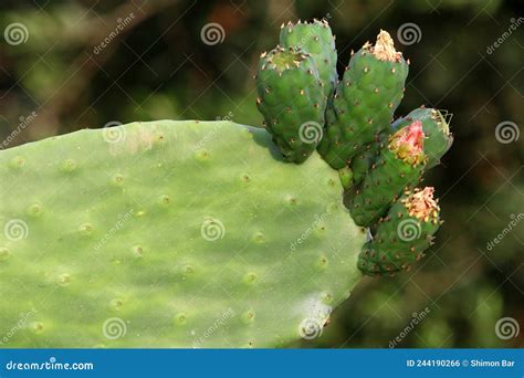 Cactus Grandes E Espinhosos Foto De Stock Imagem De Flor Selvagem