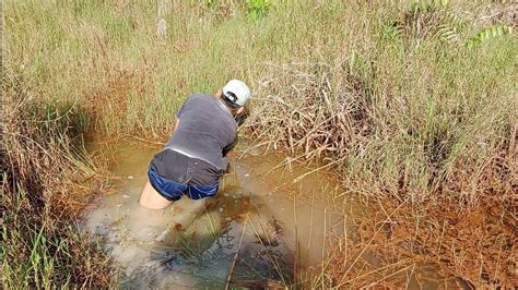 Ikan Gabus Besar Yang Makan Tajuran Ku Najur Mancing Ikangabus Youtube