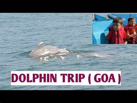 Dolphin Trip In Goa Boat Ride Goa Beach Goa Dolphin Point Fun With M D