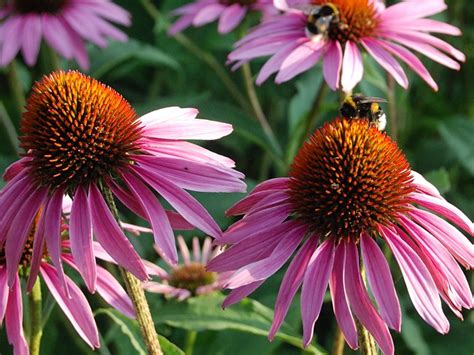 Je Wka Purpurowa Echinacea Purpurea Opis Wygl D Wymagania