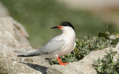 Identification Roseate Tern Life Project