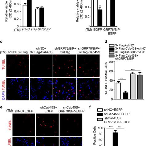 Cab45s Inhibits Er Stress Induced Apoptosis Via Grp78bip A Mts