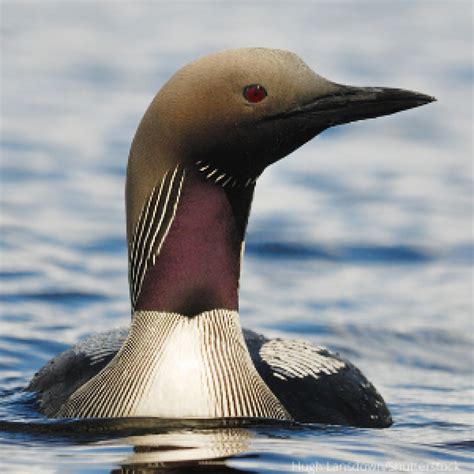 Types of Loons: All Loon Species in the United States - ABC