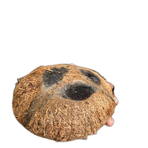 A Grade Pollachi Semi Husked Coconut Packaging Size Kg Coconut