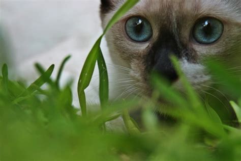🔥 70 Siamese Kitten Wallpapers Wallpapersafari