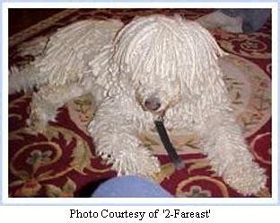 Komondor Breeders