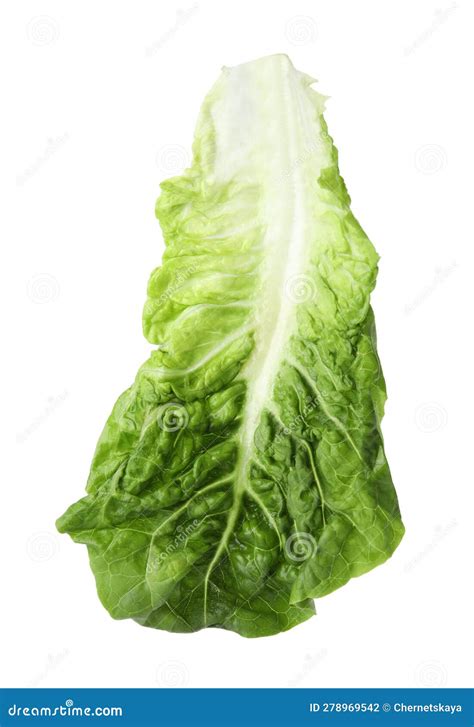 Fresh Leaf Of Green Romaine Lettuce Isolated On White Stock Photo