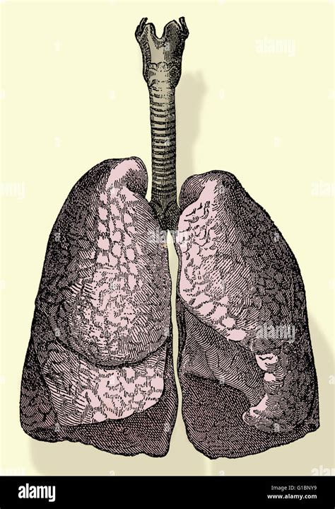 Trachea Lungs Bronchi Disegno Immagini E Fotografie Stock Ad Alta