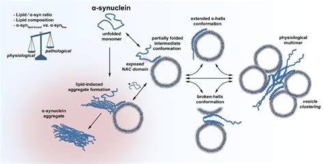 Frontiers The Role Of Lipids In The Initiation Of Synuclein Misfolding