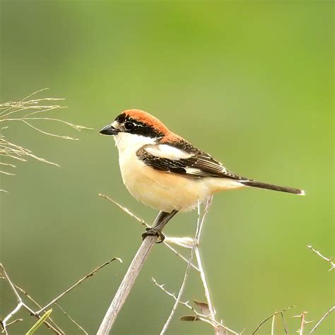 Pie Gri Che T Te Rousse Woodchat Shrike Maroc Volubili Noelle