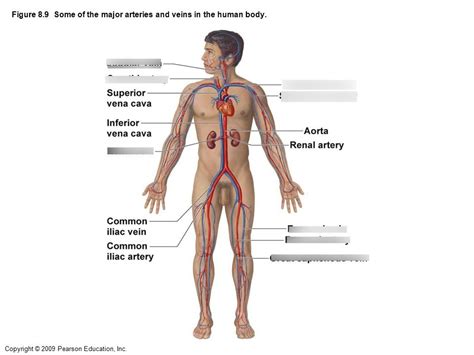 Major Veins Of The Body Labeled Quizlet