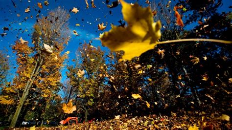 Ne pas ratisser les feuilles mortes peut être bénéfique pour votre