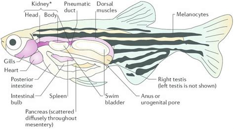 18 Anatomy of Danio rerio | Download Scientific Diagram