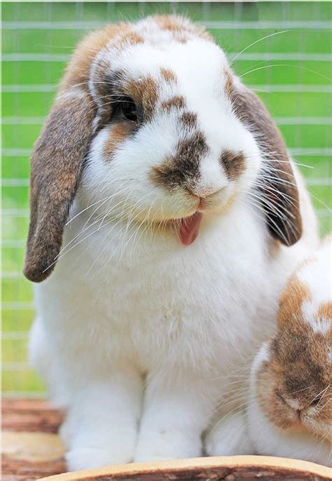 Lop Rabbit Breeds