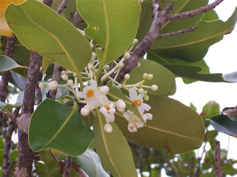 Calophyllum inophyllum - UF/IFAS Assessment - University of Florida ...