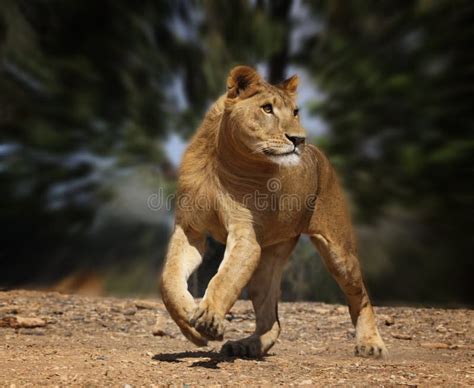 Female Lion Running Fast